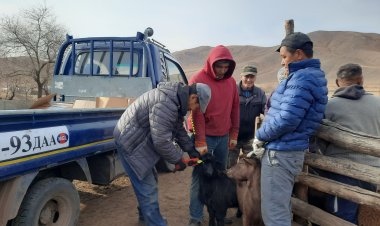 Малын ээмэгжүүлэлт, бүргэлжүүлэлтийн ажлыг орон нутагт зохион байгуулж байна.